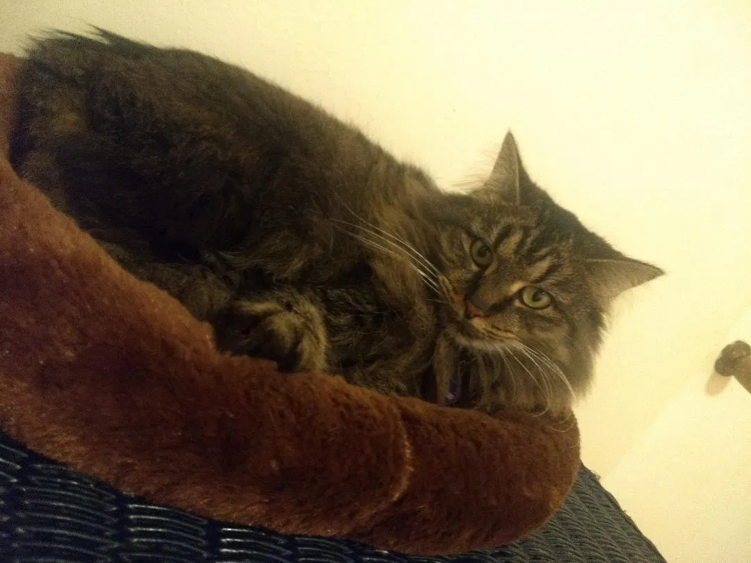 Lost cat in Tucson, AZ, 85705