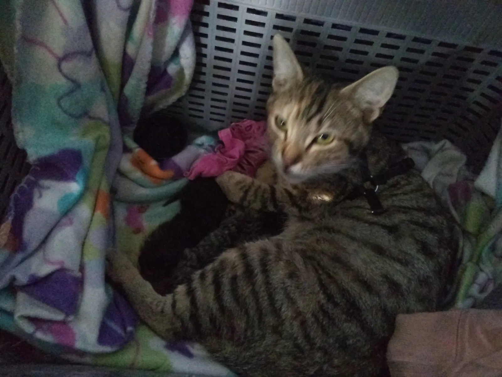 Lost cat in Fontana, CA, 92337