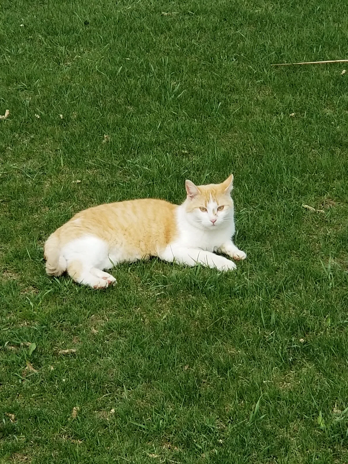 Lost cat in Green Bay, WI, 54311