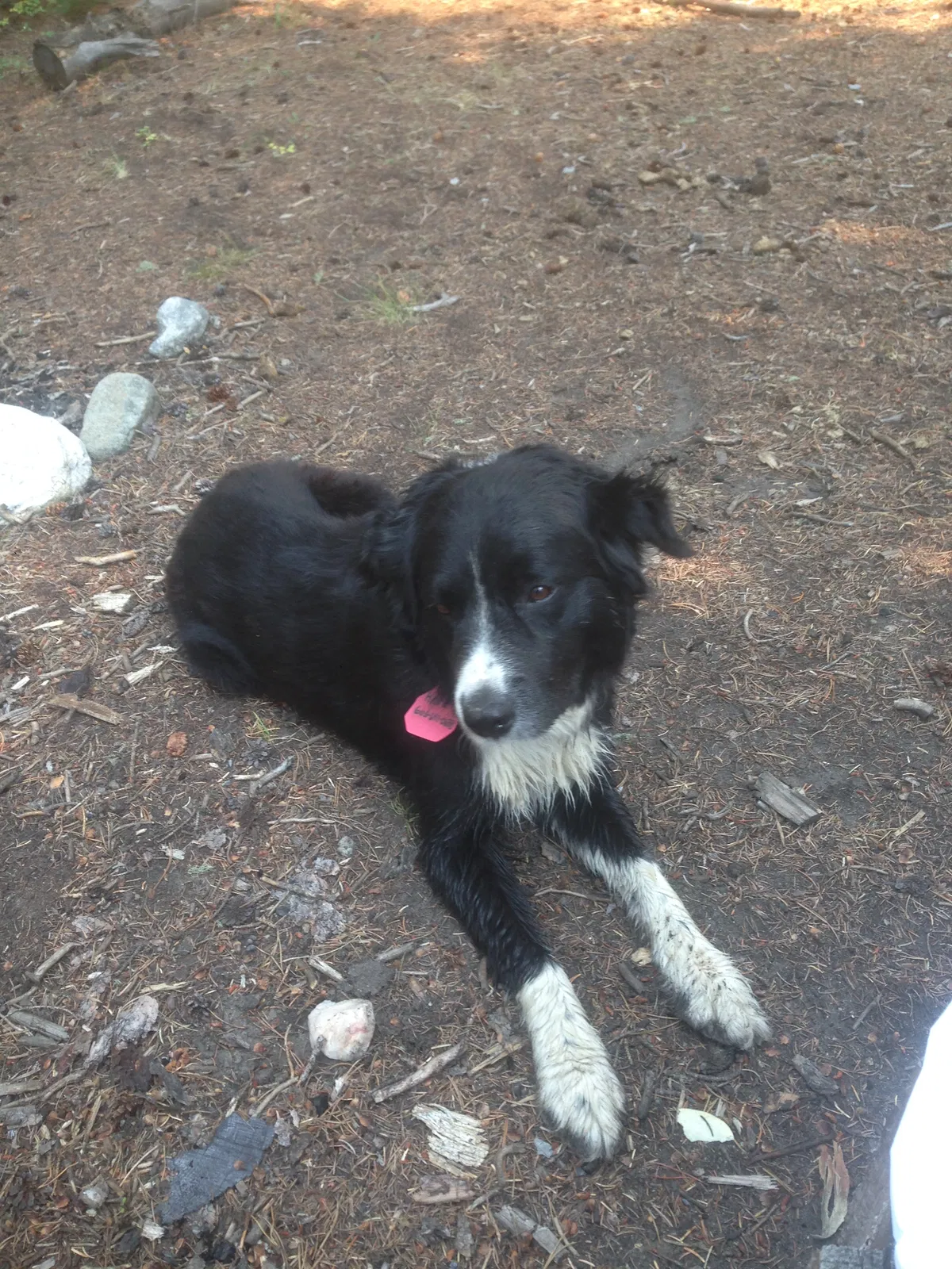Lost dog in Rozet, WY, 82727