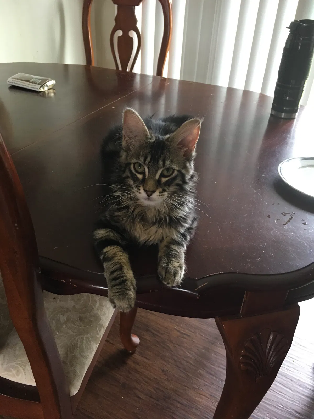 Lost cat in Corvallis, OR, 97333