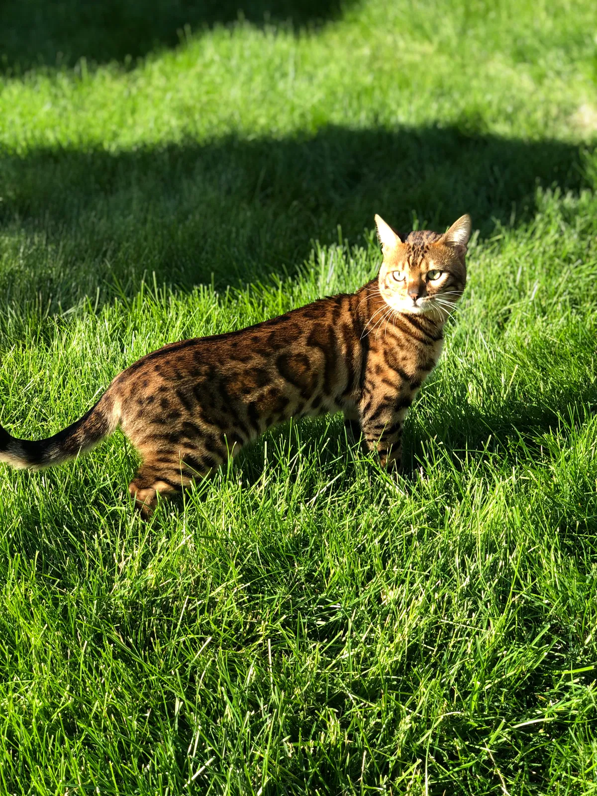 Lost cat in Schaumburg, IL, 60193