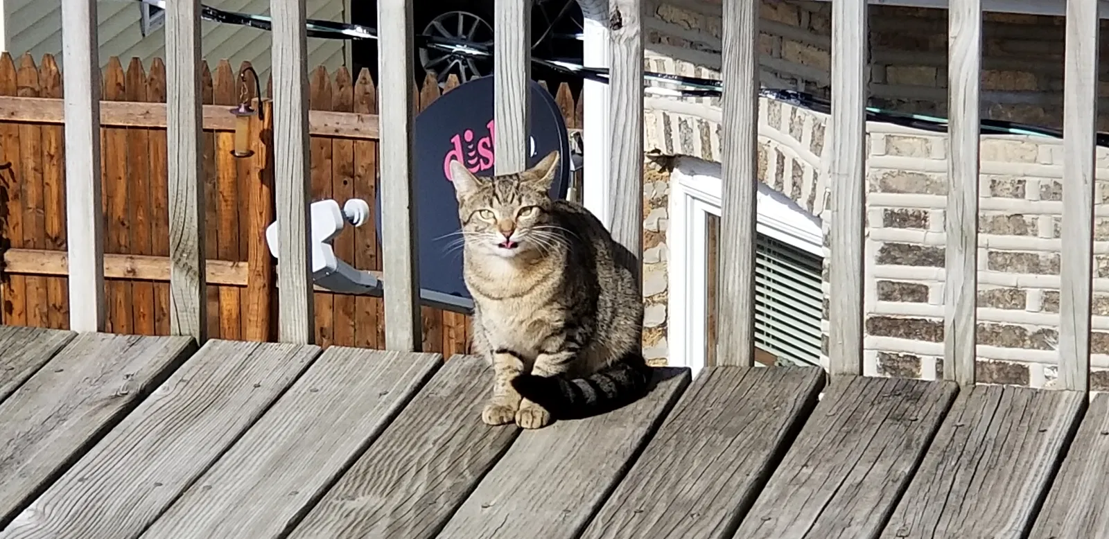 Lost cat in Chicago, IL, 60641