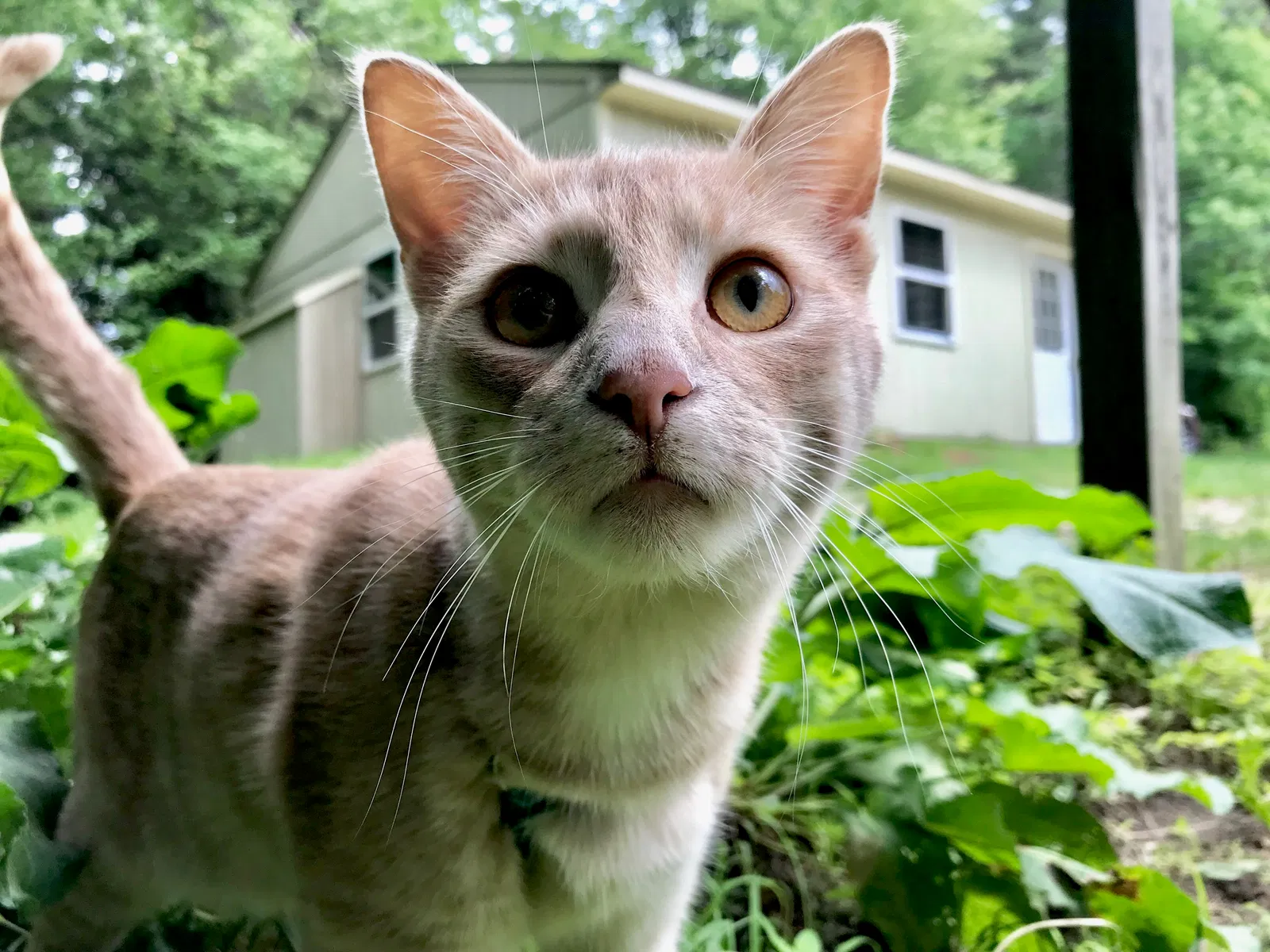 Lost cat in Sunapee, NH, 3782