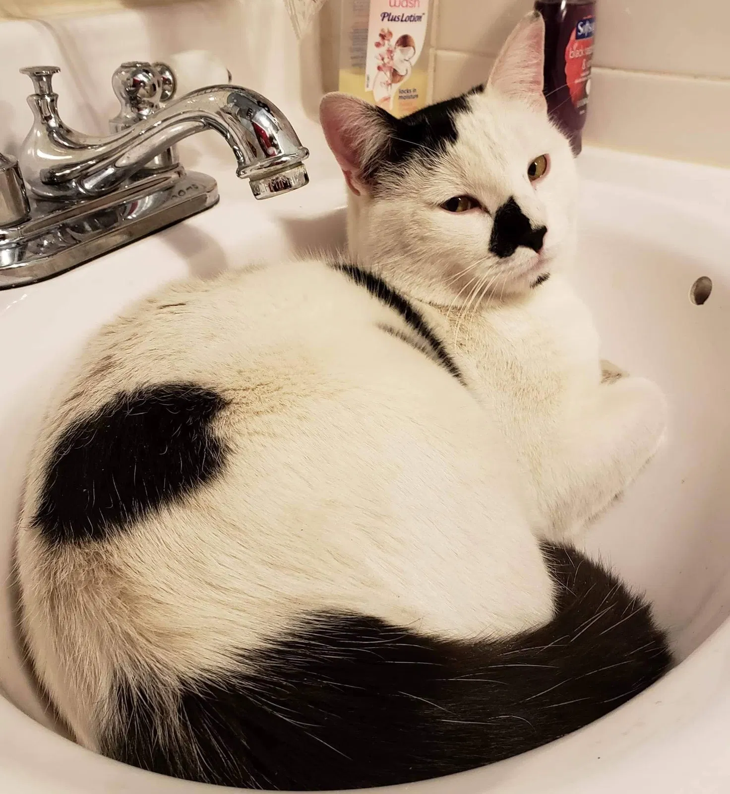 Lost cat in Colorado Springs, CO, 80916