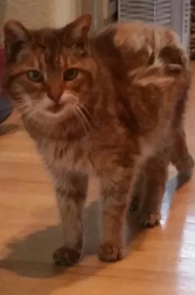 Lost cat in Littleton, CO, 80127