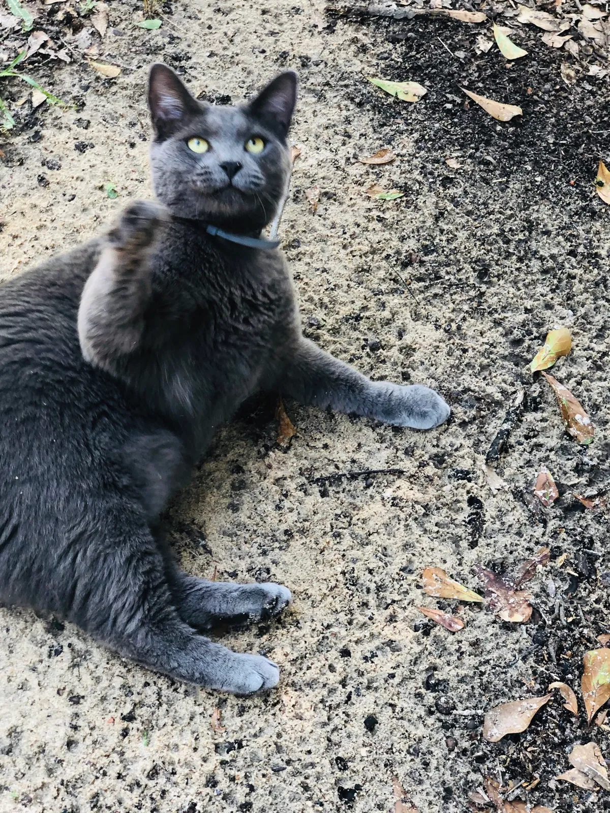Lost cat in Santa Rosa Beach, FL, 32459