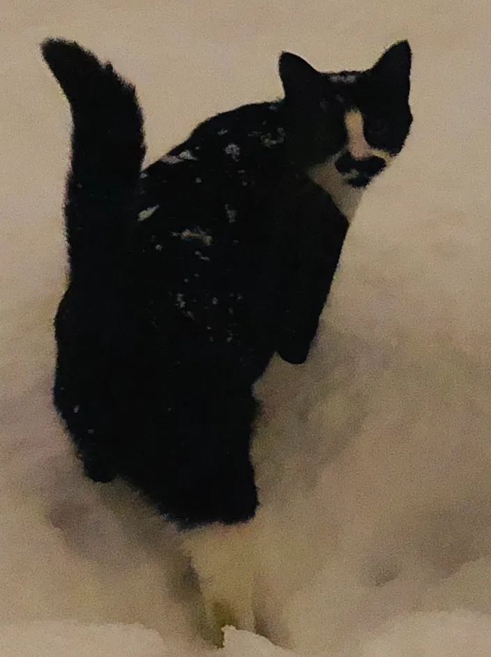 Lost cat in Springfield, OR, 97478