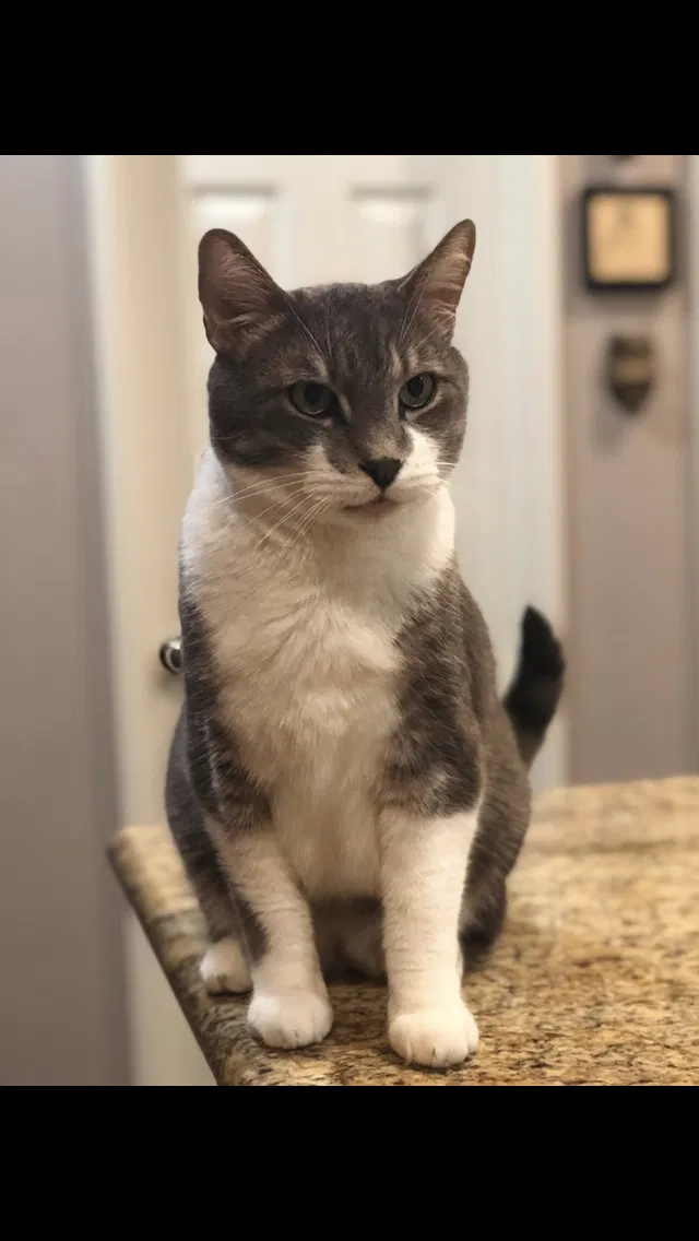 Lost cat in Temecula, CA, 92592