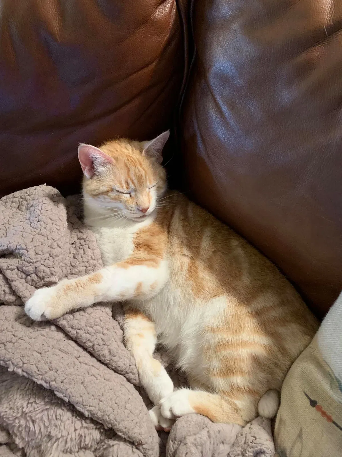 Lost cat in Jenks, OK, 74037