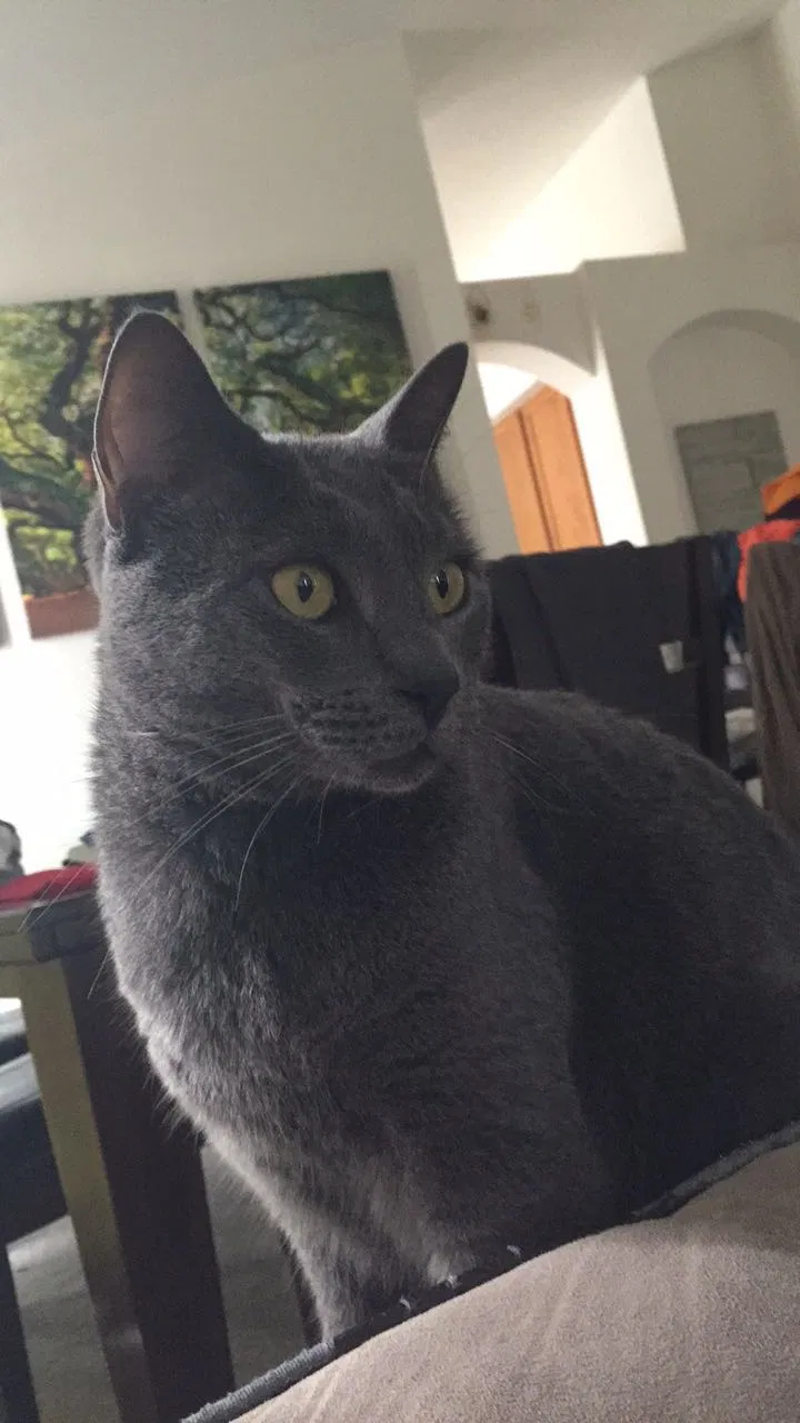 Lost cat in Rockledge, FL, 32955