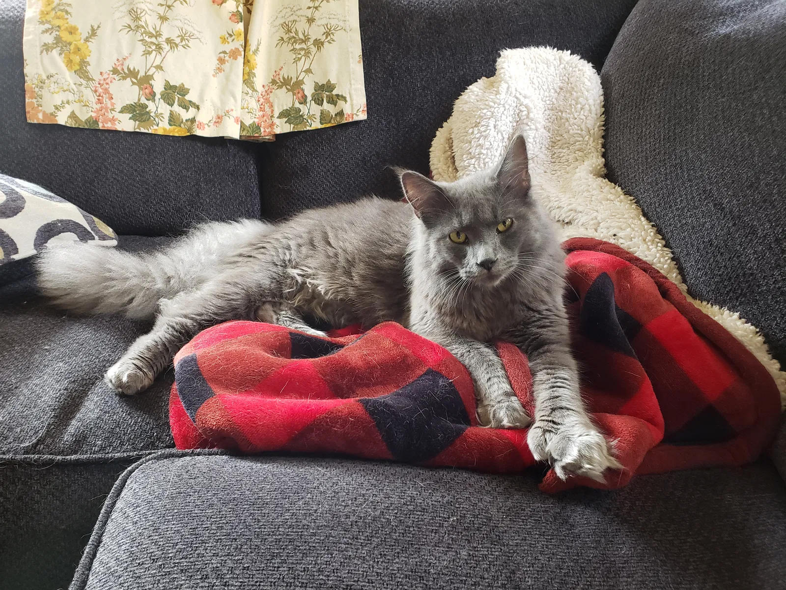 Lost cat in Otisville, MI, 48463
