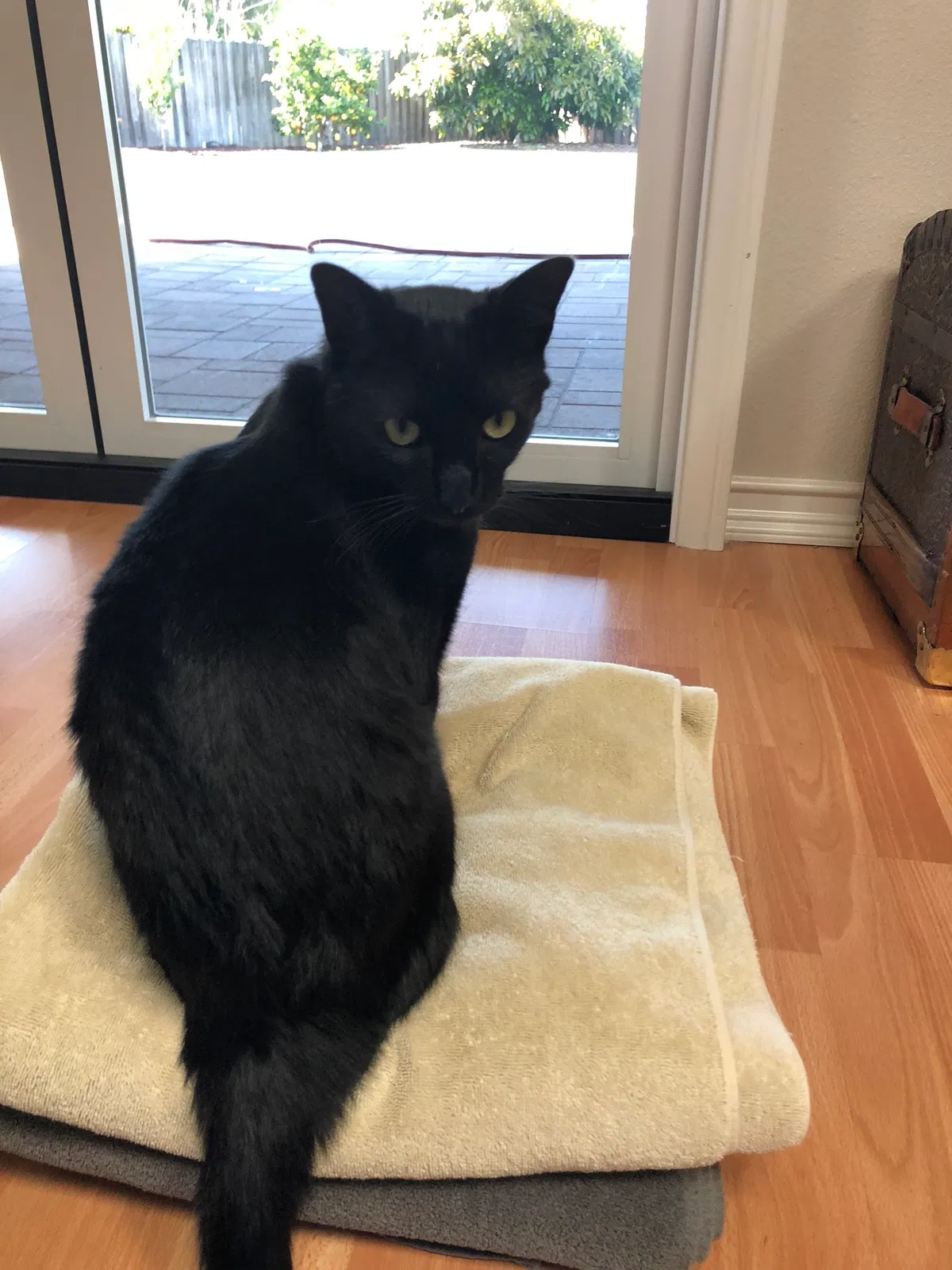Lost cat in Thousand Oaks, CA, 91360