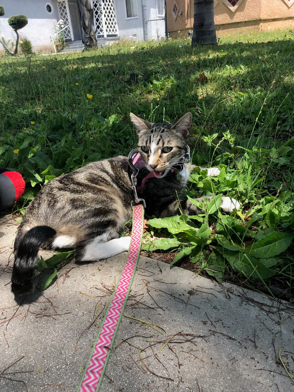 Lost cat in Inglewood, CA, 90302