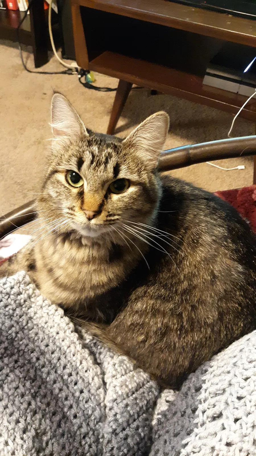 Lost cat in Olympia, WA, 98502
