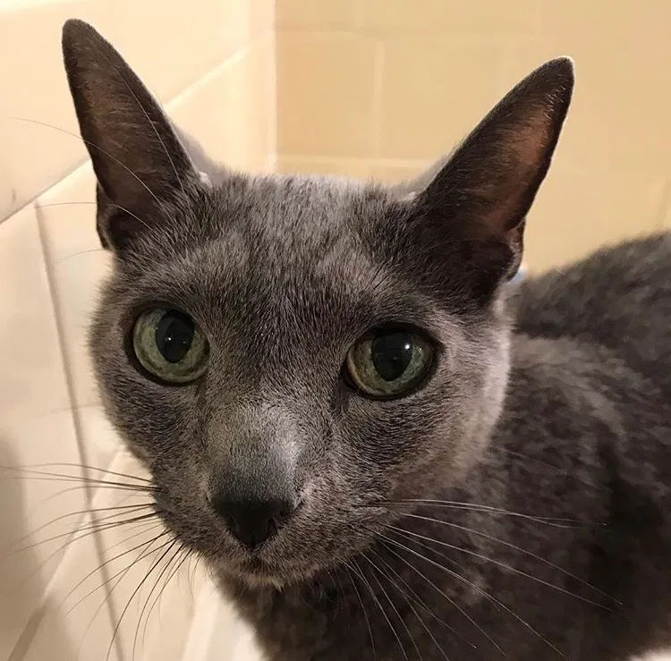 Lost cat in Pitman, NJ, 8071