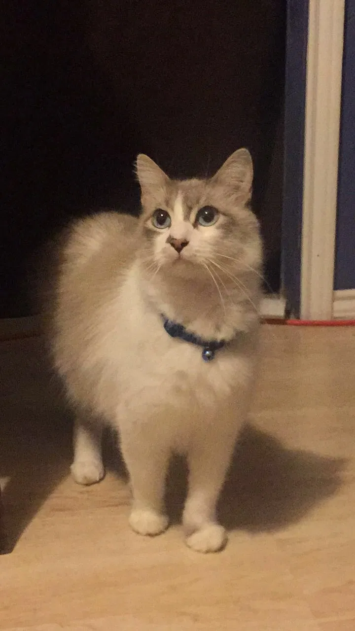Lost cat in Pharr, TX, 78577