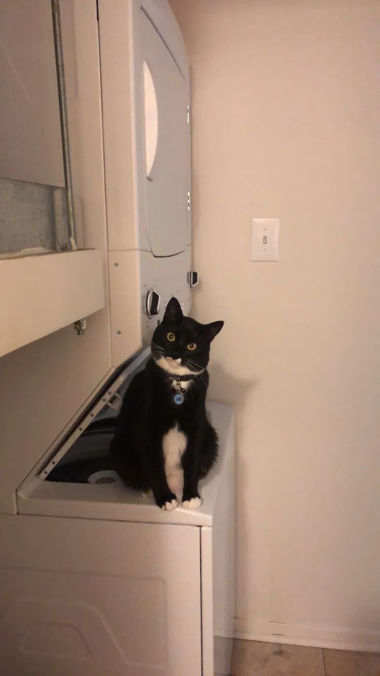 Lost cat in New Orleans, LA, 70131