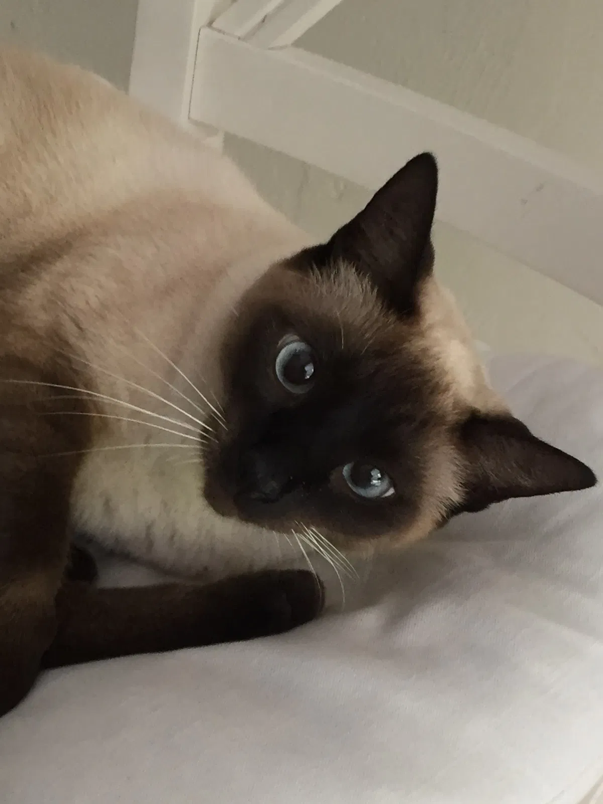 Lost cat in Miami, FL, 33155