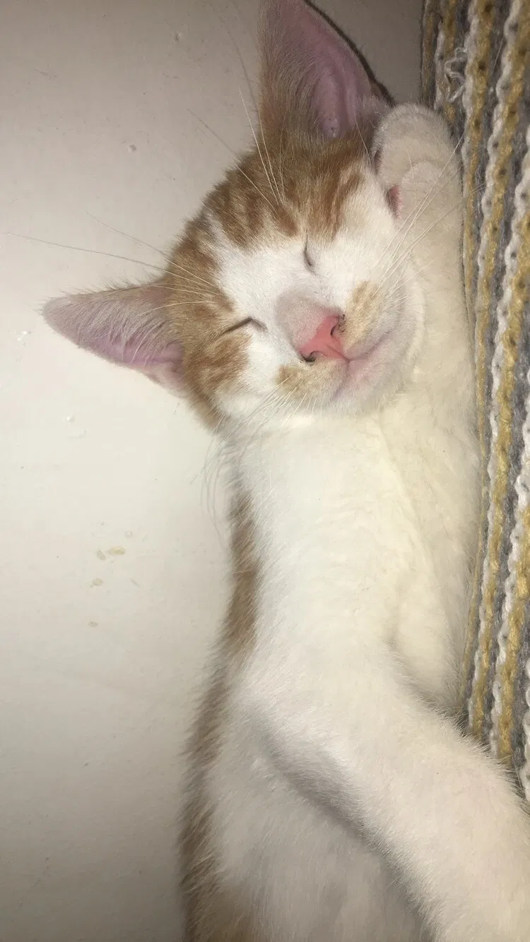 Lost cat in El Monte, CA, 91732