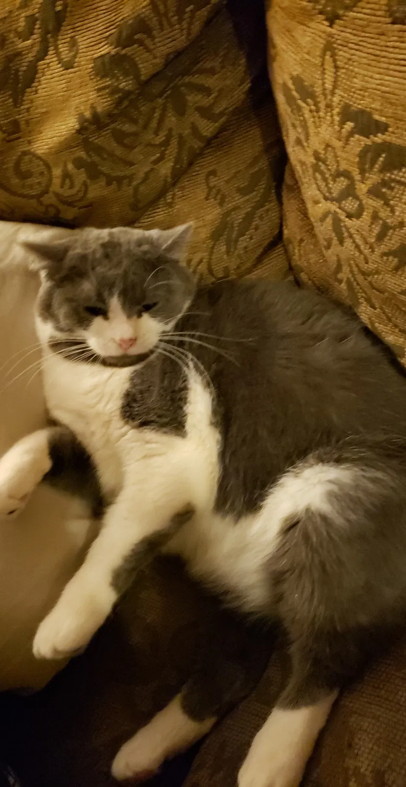 Lost cat in Milwaukee, WI, 53227