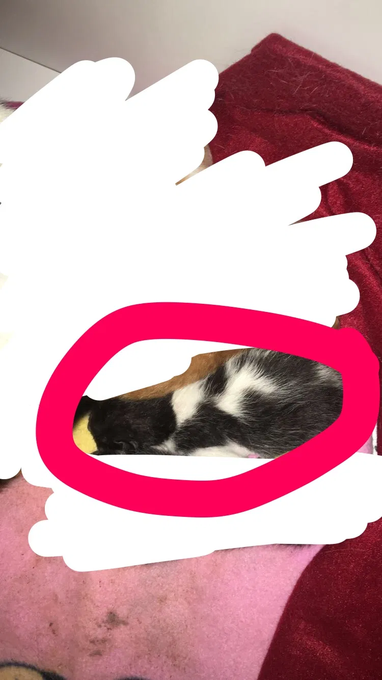 Lost cat in El Monte, CA, 91732