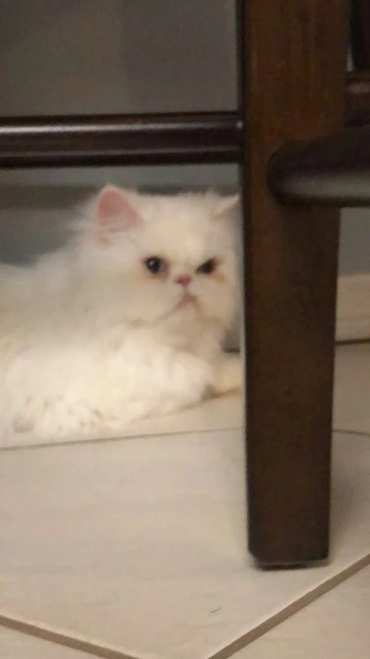 Lost cat in Thousand Oaks, CA, 91362