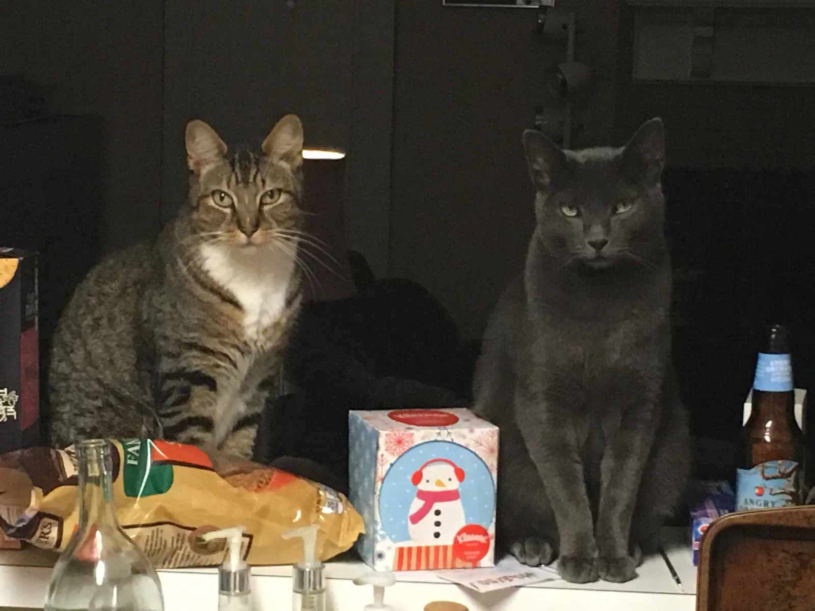 Lost cat in Wilmington, NC, 28405
