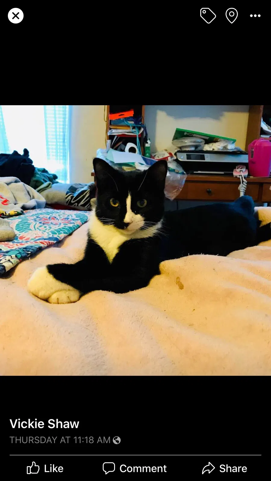 Lost cat in Escondido, CA, 92029