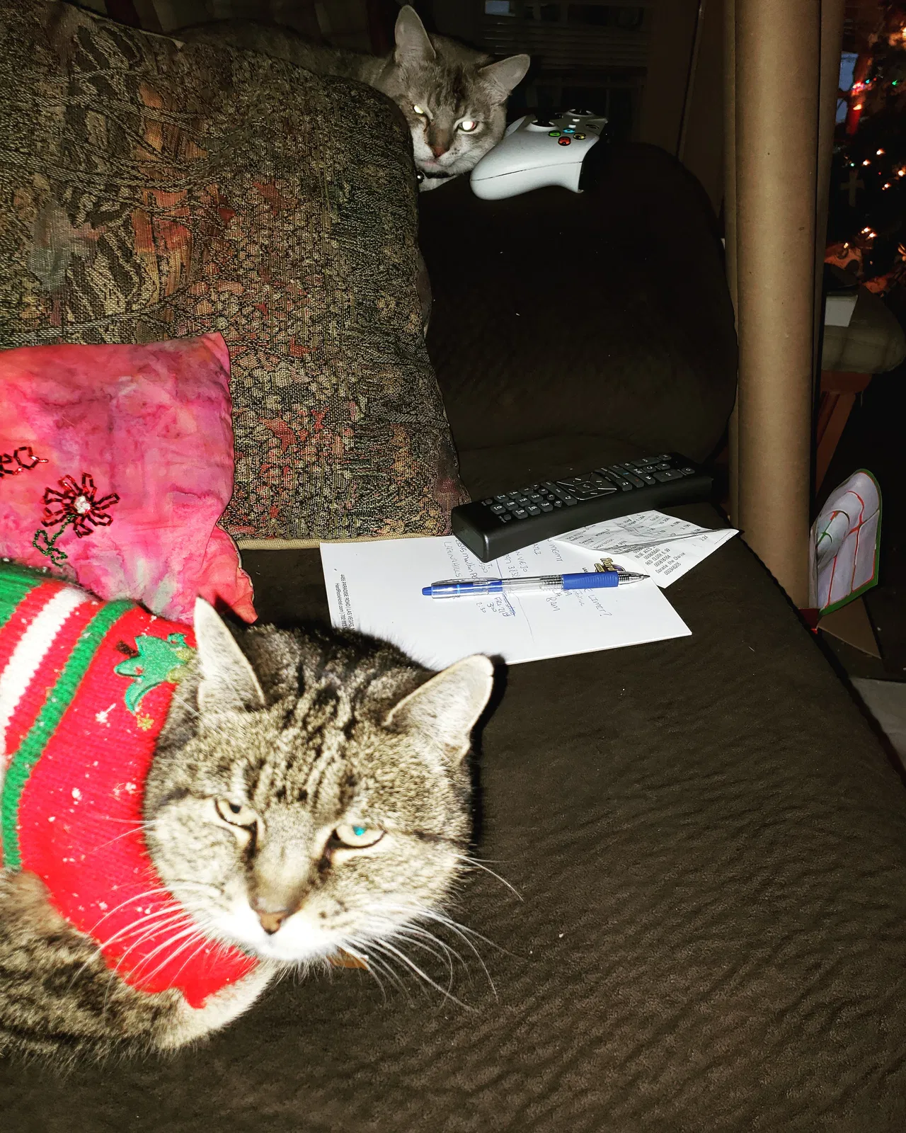 Lost cat in Trabuco Canyon, CA, 92679