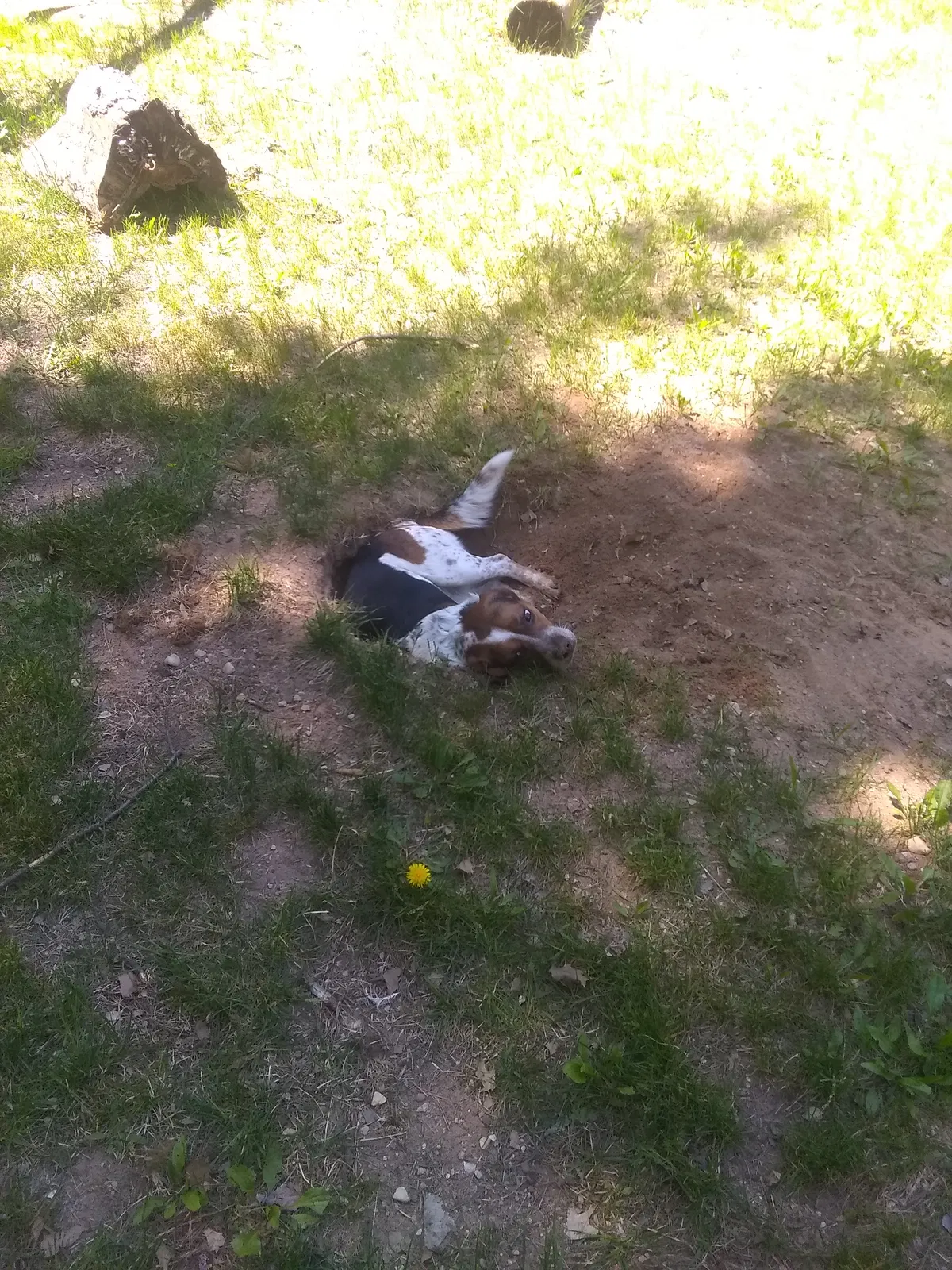 Lost dog in Pound, WI, 54161
