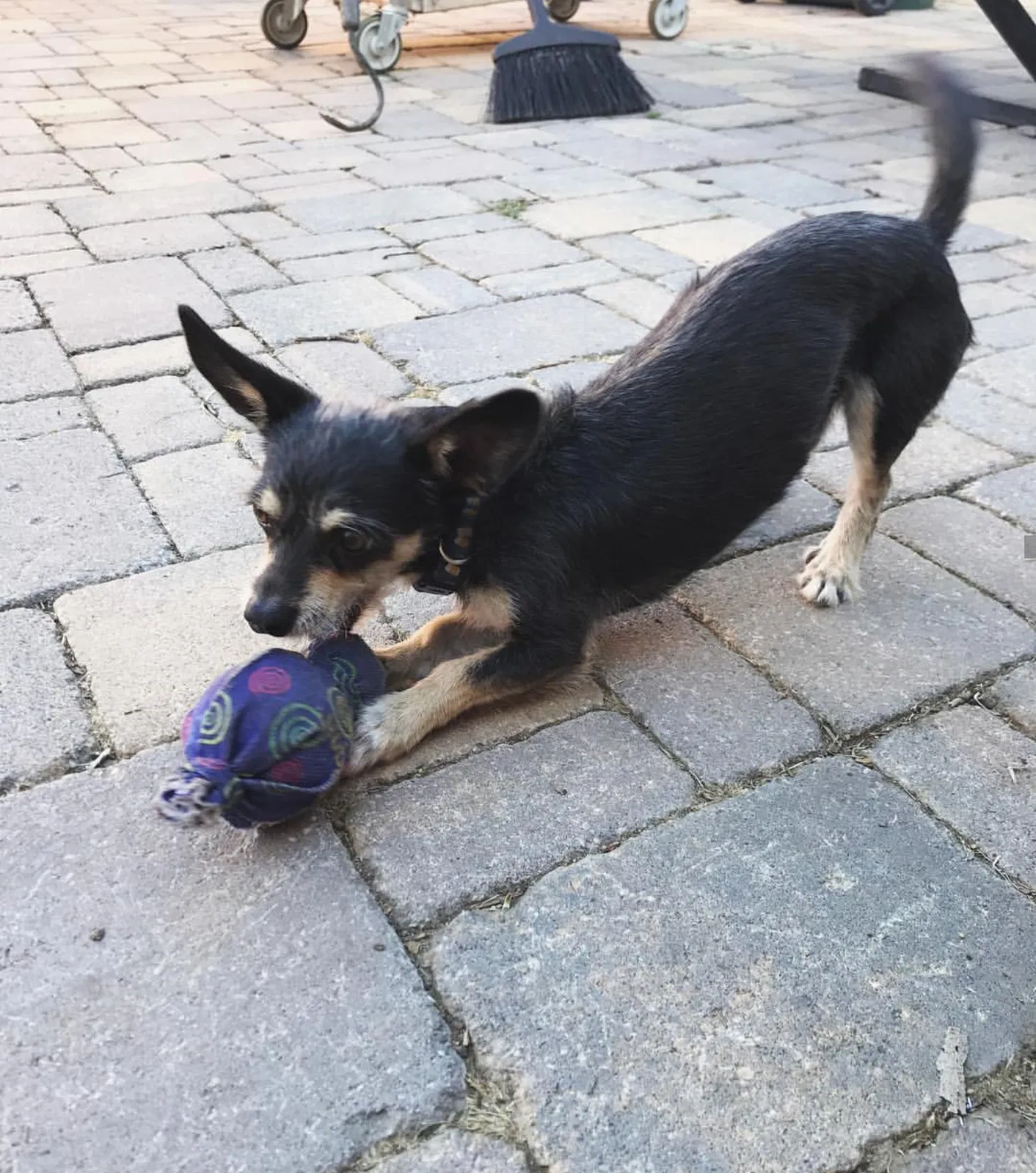 Lost dog in Los Angeles, CA, 90032