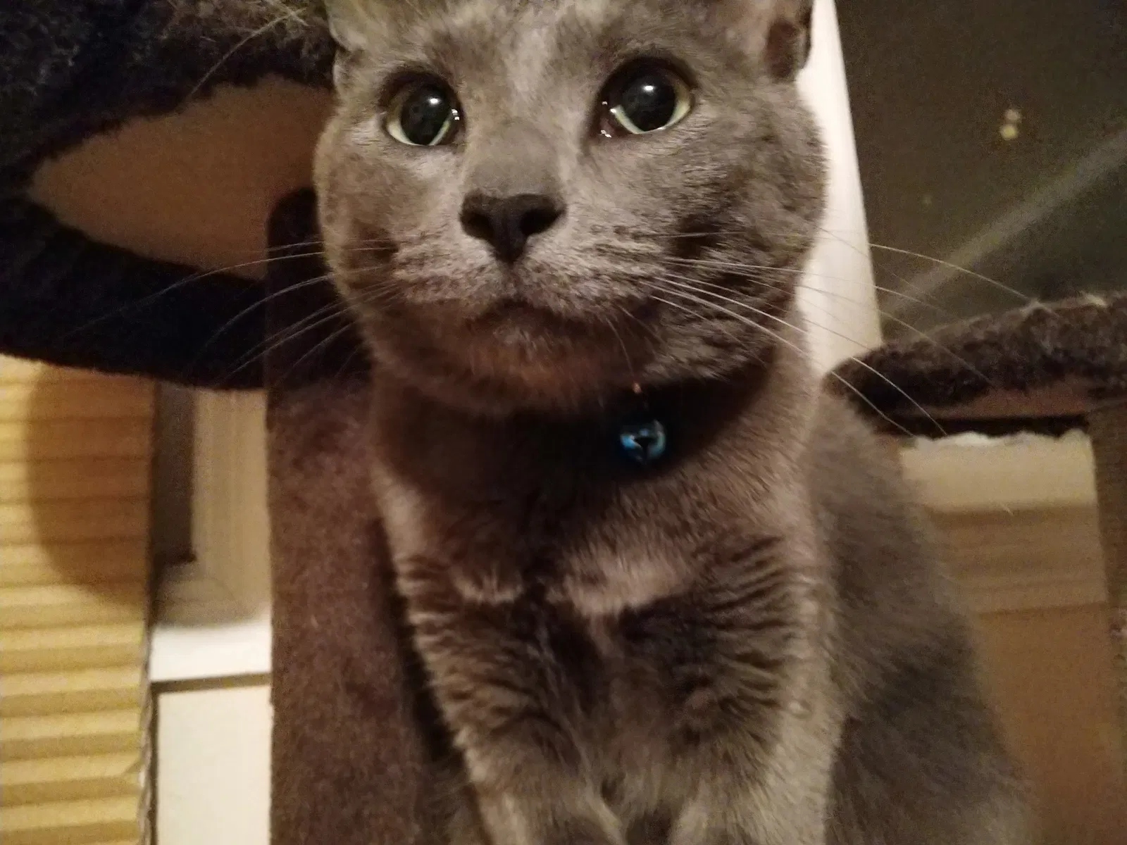 Lost cat in Champaign, IL, 61820