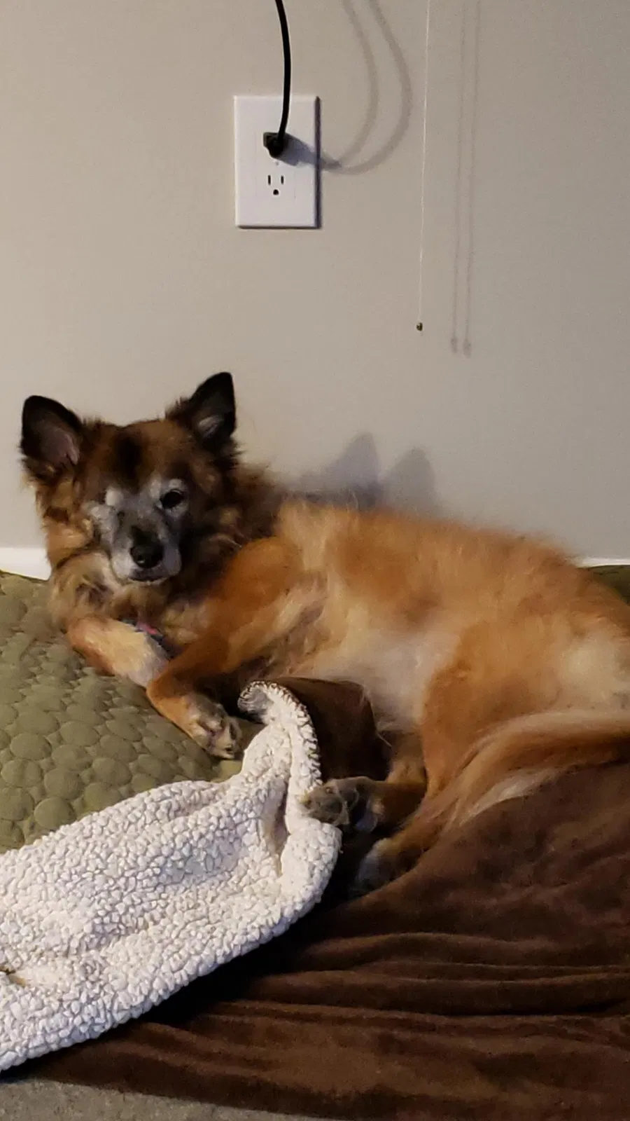 Lost dog in Yarmouth, ME, 4096