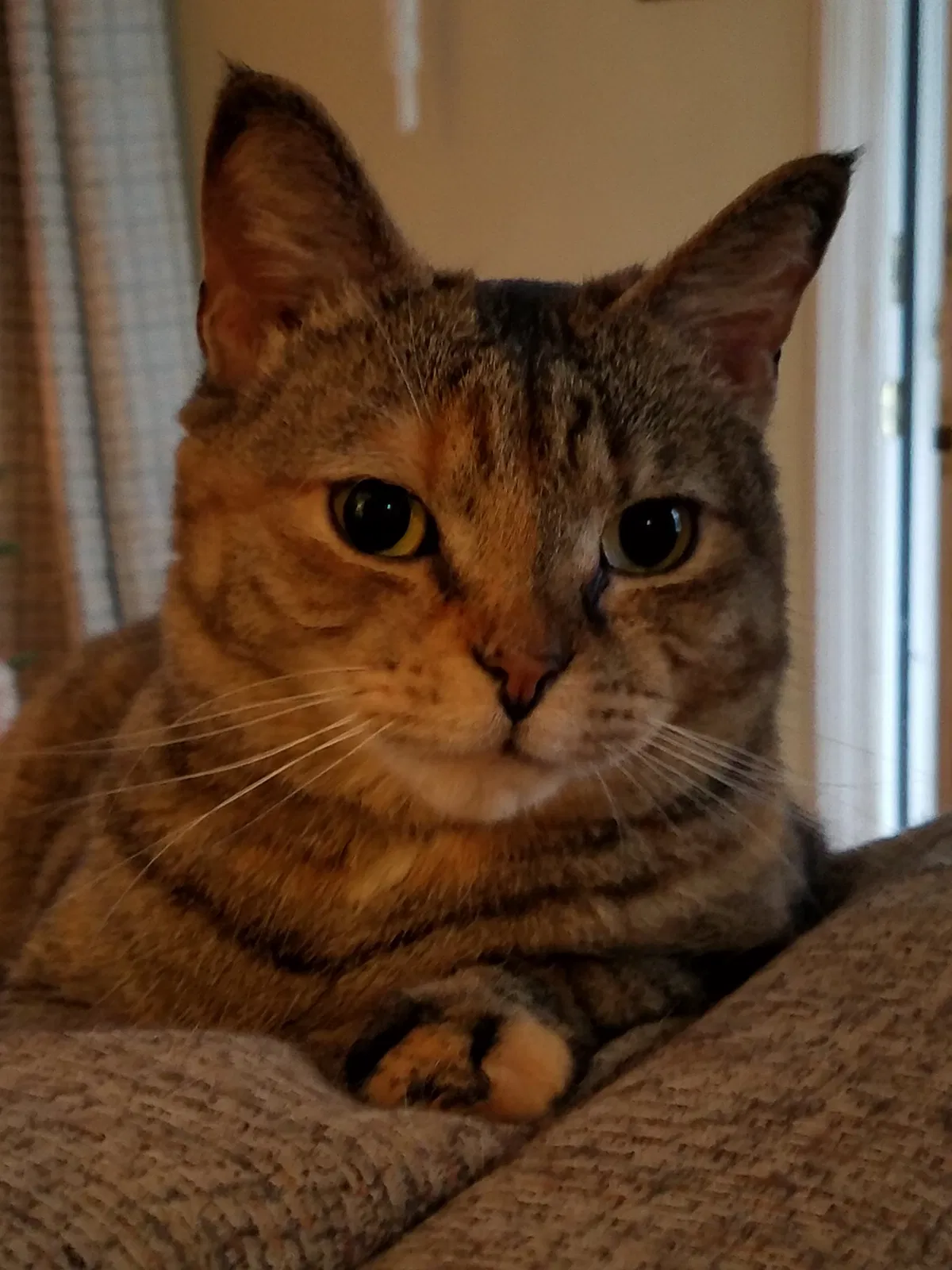 Lost cat in Schenectady, NY, 12309