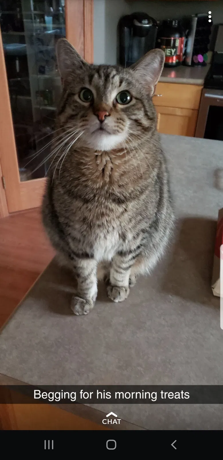 Lost cat in Fargo, ND, 58102