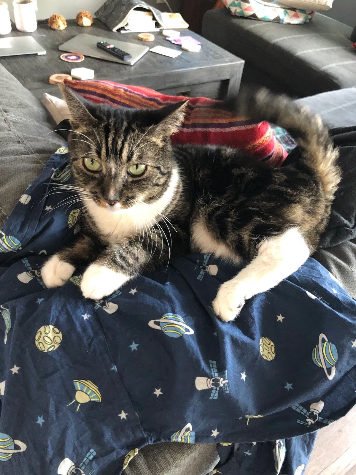 Lost cat in Rohnert Park, CA, 94928