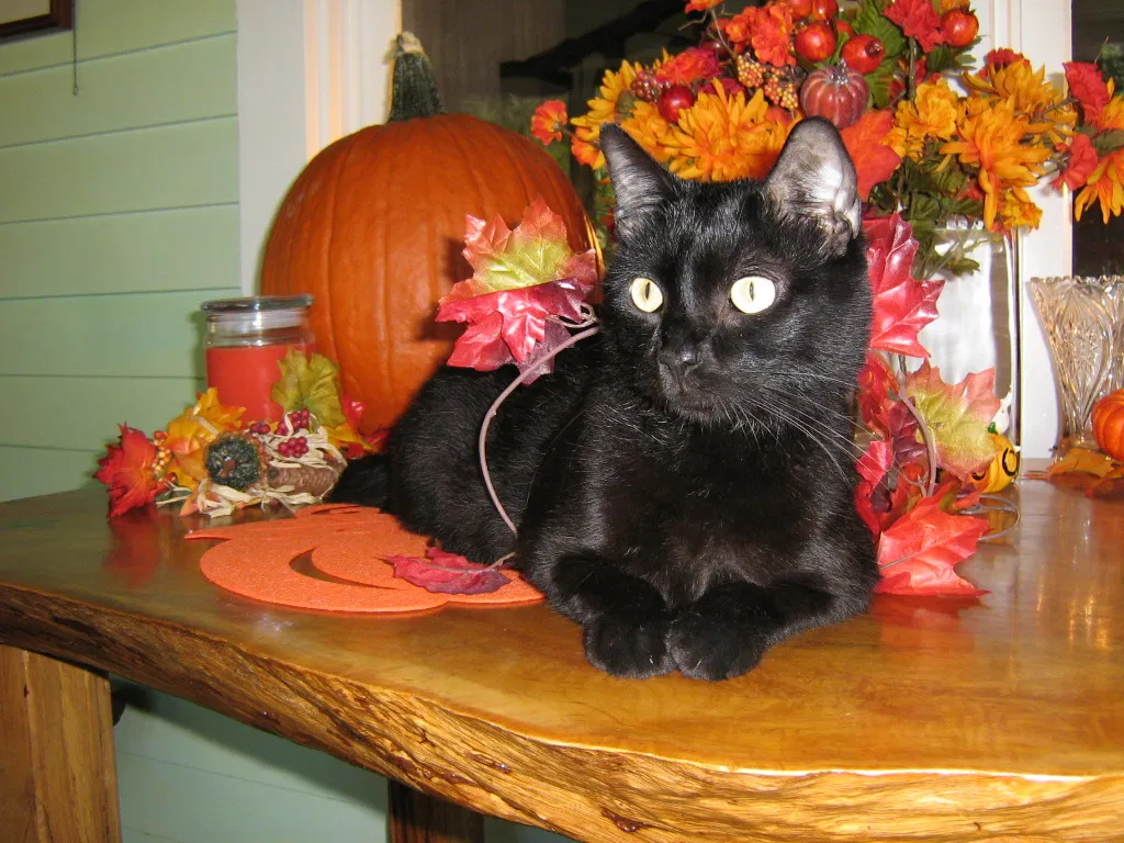 Lost cat in Hammond, LA, 70403