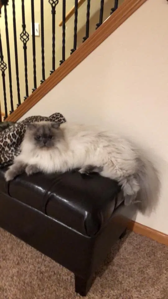 Lost cat in Hartford, WI, 53027