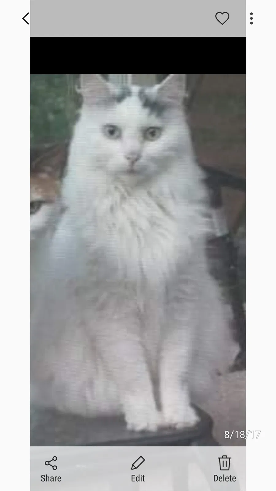 Lost cat in Norwalk, IA, 50211