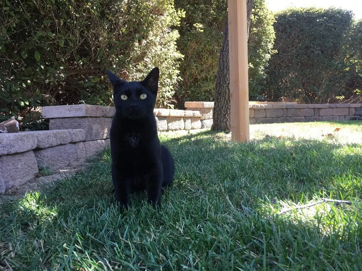 Lost cat in San Diego, CA, 92127