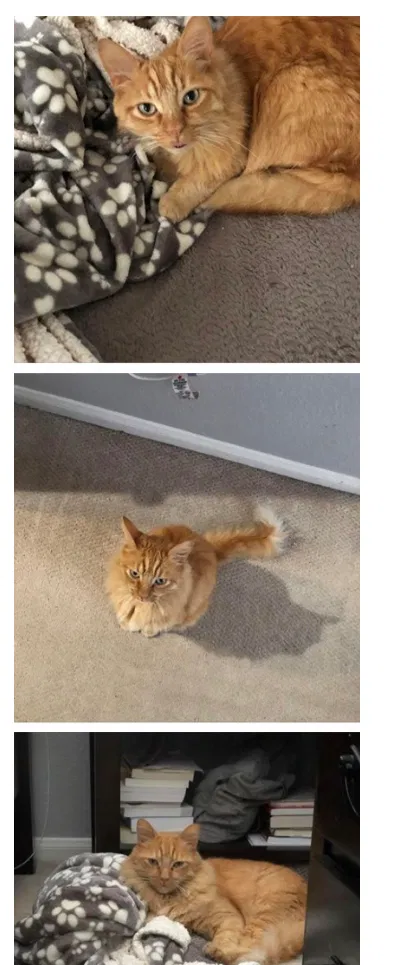 Lost cat in Escondido, CA, 92029