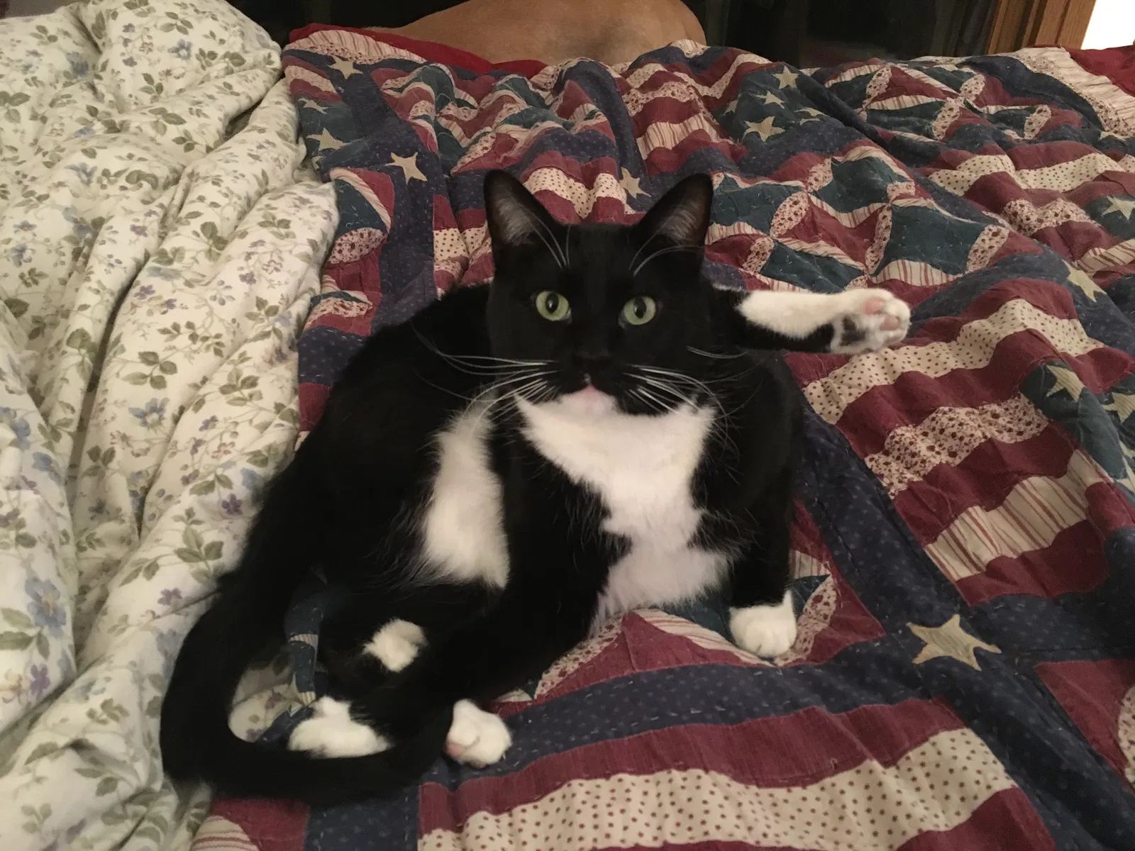 Lost cat in Minneapolis, MN, 55438