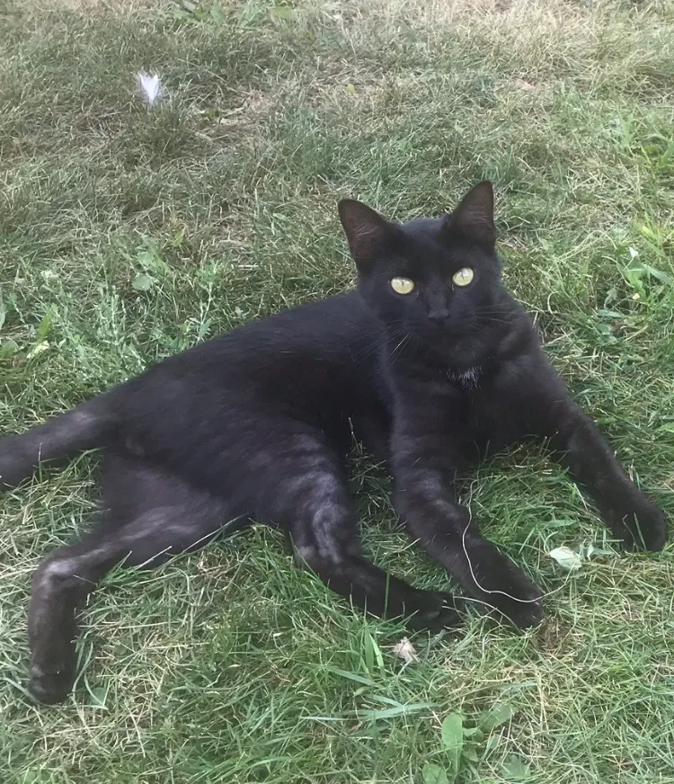 Lost cat in Marseilles, IL, 61341