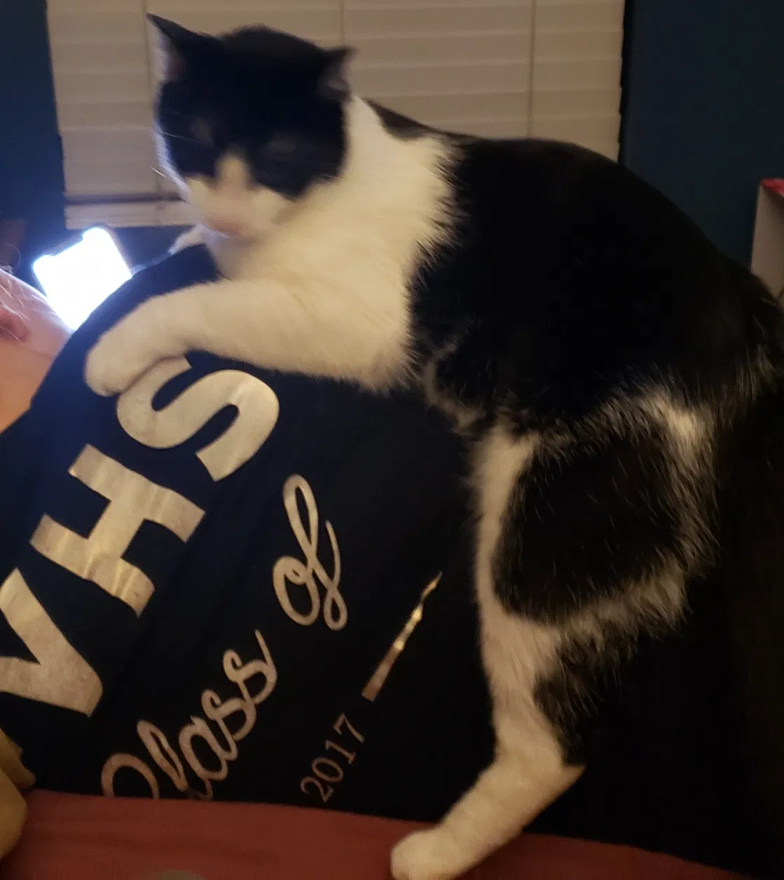 Lost cat in Corona, CA, 92883