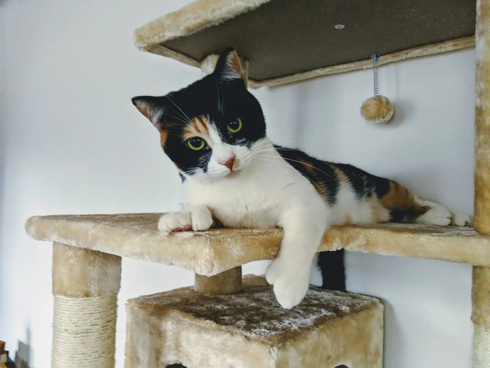 Lost cat in Alhambra, CA, 91803