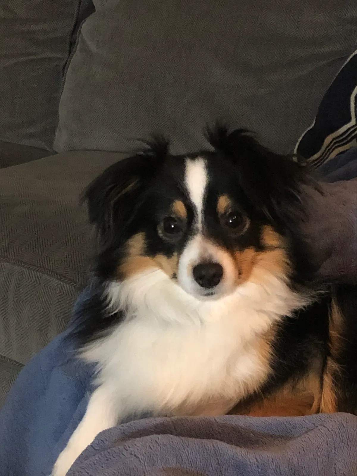 Lost dog in Baldwin, MI, 49304