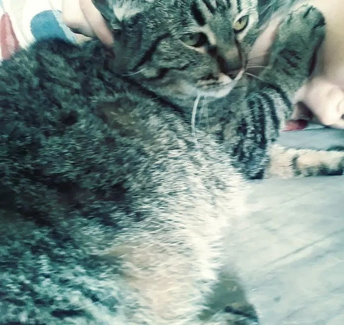 Lost cat in Austin, TX, 78759