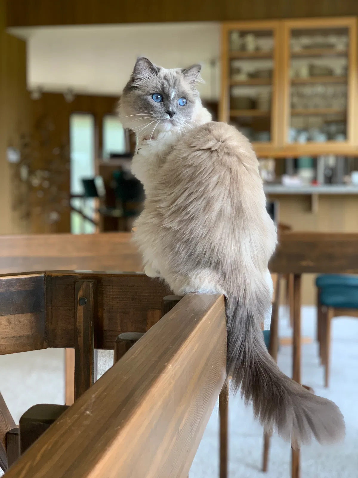 Lost cat in Tacoma, WA, 98407