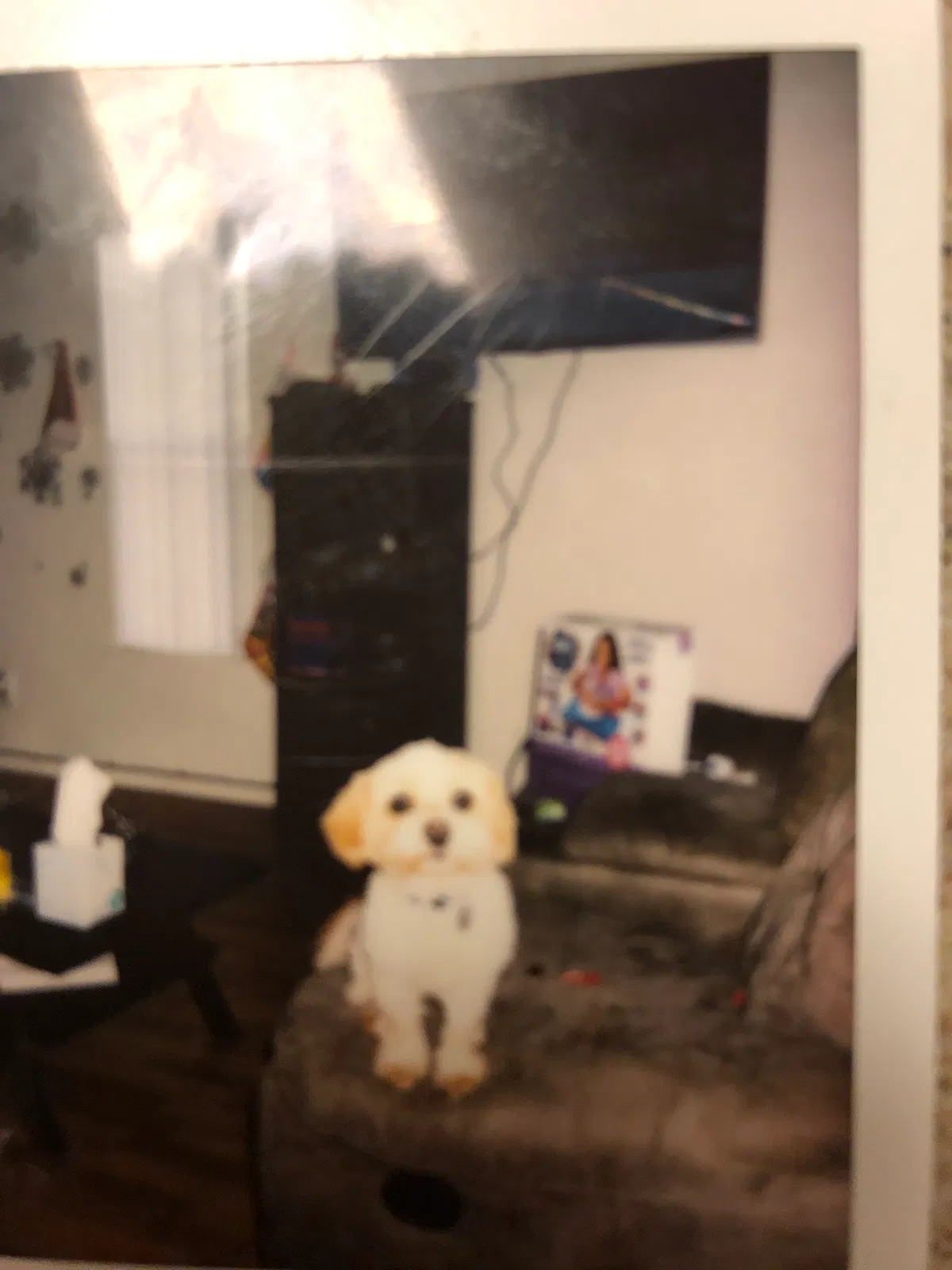 Lost dog in Wahiawa, HI, 96786